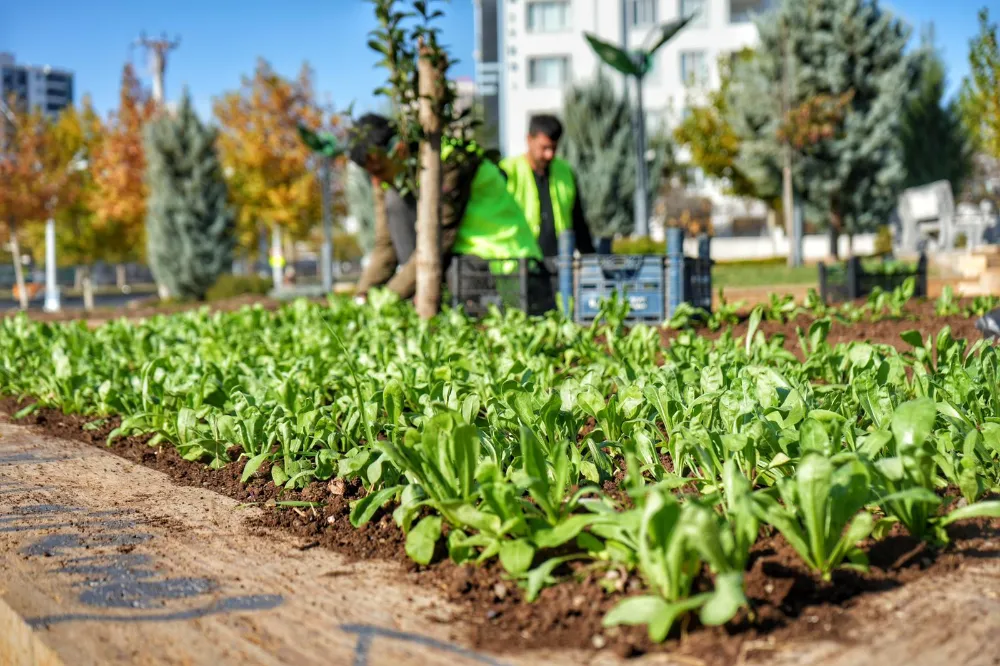 Kayapınar, kış çiçekleriyle rengarenk olacak 